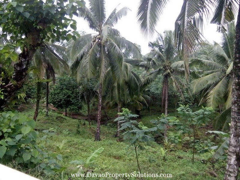 Image result for agusan coconut  farm images